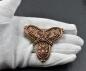 Preview: Wikinger Kleeblattfibel im Borre Stil aus Bronze auf der Hand